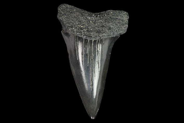 Fossil Mako Shark Tooth - South Carolina #128746